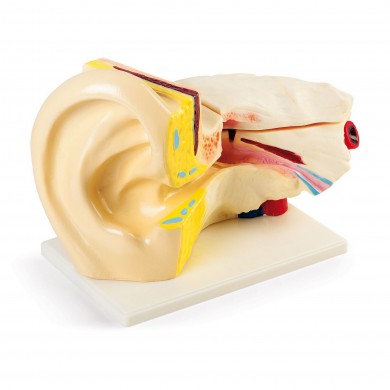 Žmogaus ausies modelis