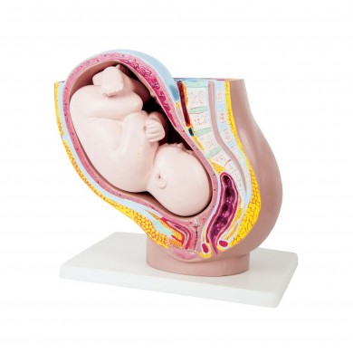 Nėsčios moters gimdos modelis