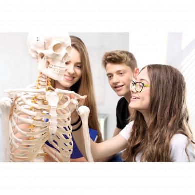 Žmogaus skeleto modelis